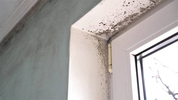 Mold Removal Process in Rehoboth Beach, DE