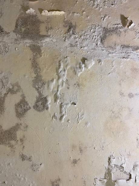 Best Mold Damage Repair  in Rehoboth Beach, DE