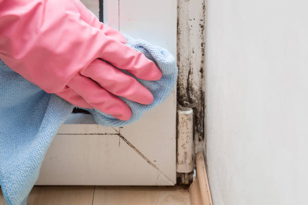 Best Crawl Space Mold Removal  in Rehoboth Beach, DE
