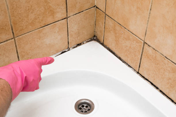 Best Mold Removal Company Near Me  in Rehoboth Beach, DE