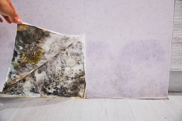 Best Fast Mold Removal  in Rehoboth Beach, DE
